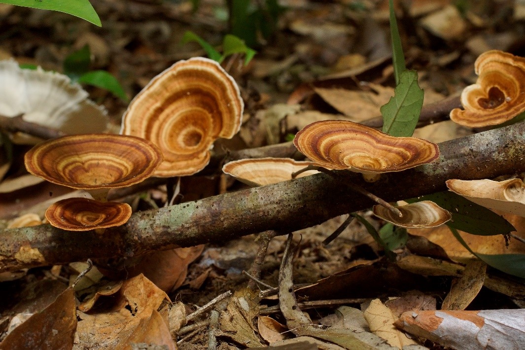 Fungal diversity in Cat Ba National Park